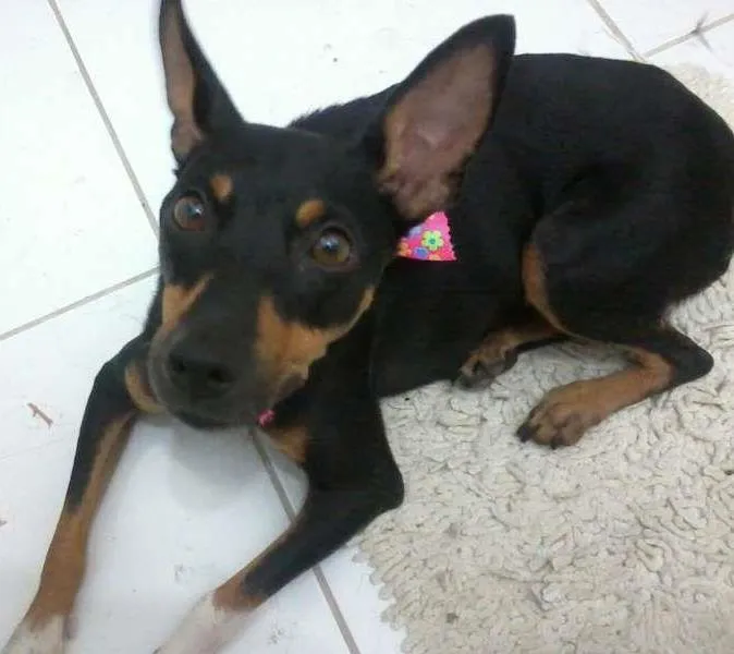 Cachorro ra a SRD idade 2 anos nome Amora