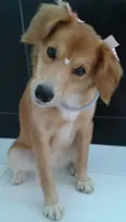mel