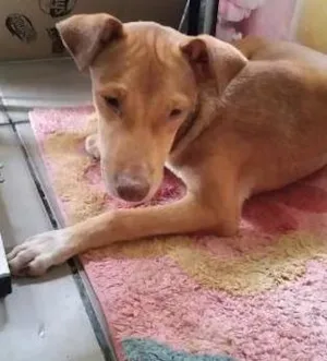 Cachorro raça SRD idade 7 a 11 meses nome AMARELINHA