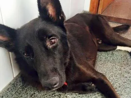 Cachorro ra a Pastor Belga idade 2 anos nome Zion