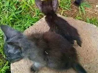 Gato ra a Viralata  idade 2 a 6 meses nome Felpuda, Miniatura 