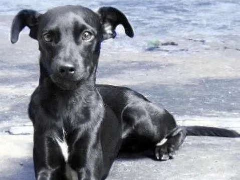 Cachorro ra a Vira Lata idade 7 a 11 meses nome Neguinho