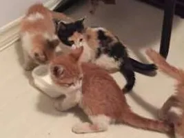 Gato raça SRD idade Abaixo de 2 meses nome Johny,  Madonna, Fi