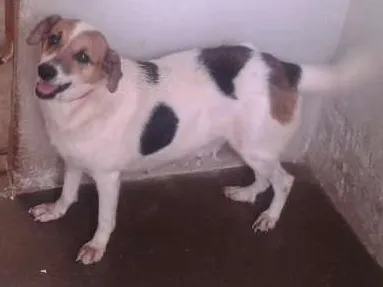 Cachorro ra a  idade 6 ou mais anos nome Esperança