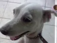 micha