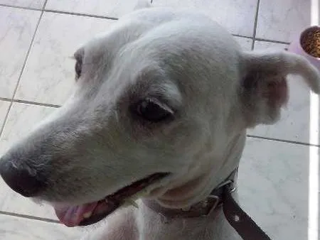 Cachorro raça buldo 4 idade 3 anos nome micha