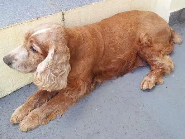 Cachorro ra a Cocker idade 6 ou mais anos nome Sem Nome