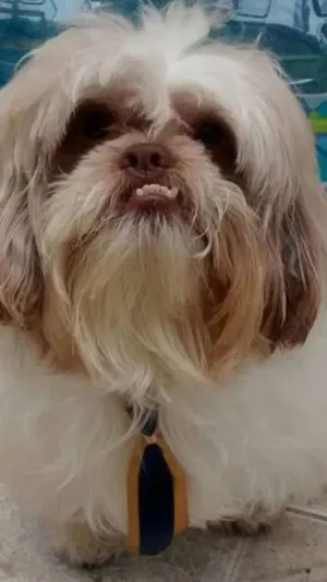 Cachorro raça  idade 4 anos nome Ozzy