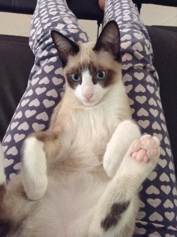 Gato ra a Sem raça definida idade 1 ano nome Loui