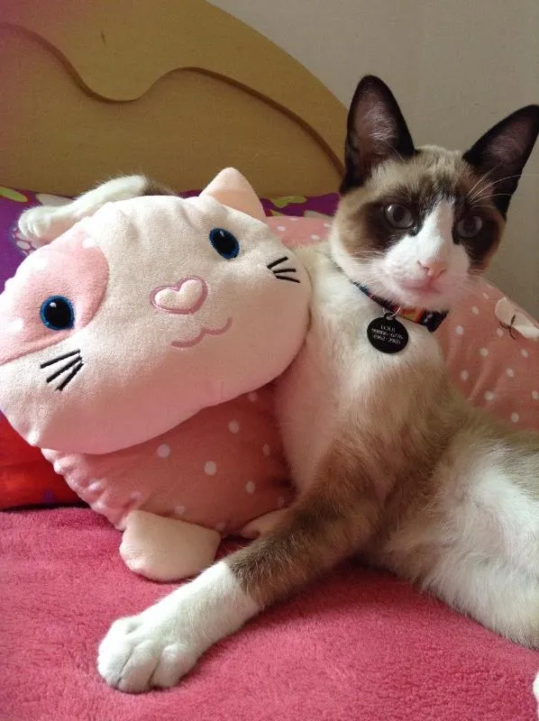 Gato ra a Sem raça definida idade 1 ano nome Loui