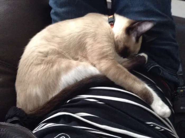 Gato ra a Sem raça definida idade 1 ano nome Loui