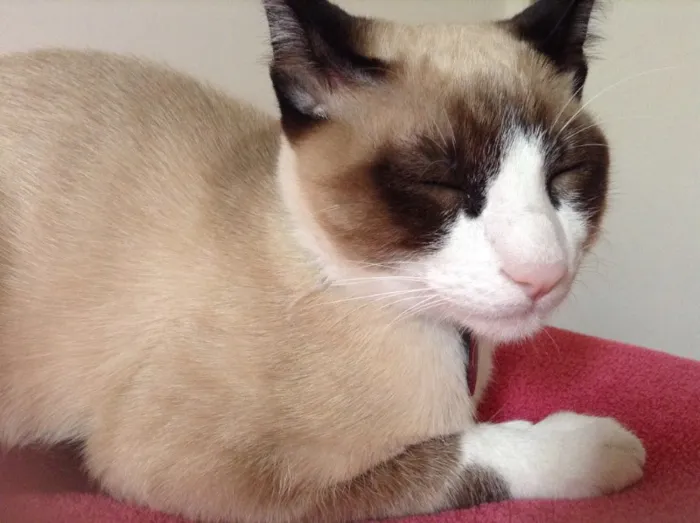 Gato ra a Sem raça definida idade 1 ano nome Loui