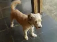 COKI