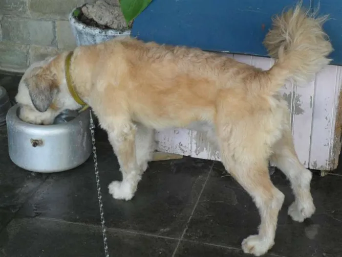 Cachorro raça MALTÊS COM PUDOL idade 1 ano nome COKI