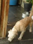 COKI