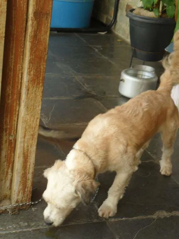 Cachorro raça MALTÊS COM PUDOL idade 1 ano nome COKI