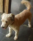 COKI