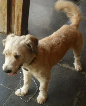 Cachorro raça MALTÊS COM PUDOL idade 1 ano nome COKI