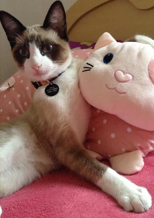 Gato ra a Sem raça definida idade 1 ano nome Loui