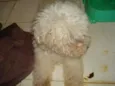 Perdita