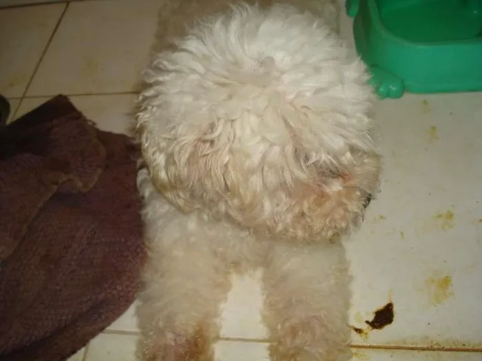 Cachorro raça Poodle idade 6 ou mais anos nome Perdita