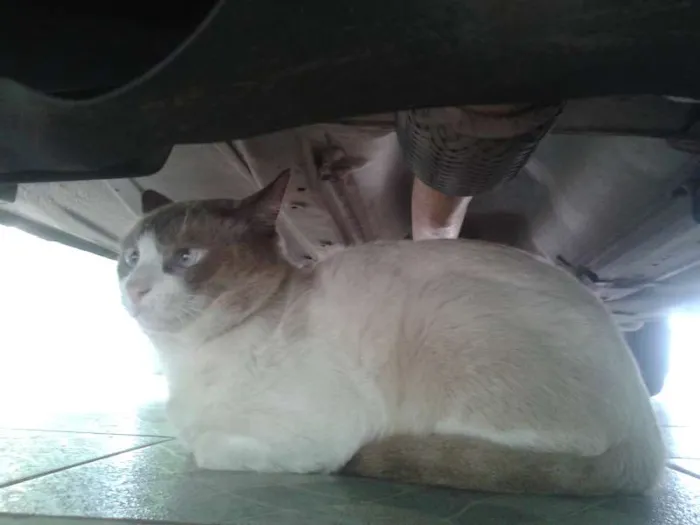 Gato ra a  idade 3 anos nome Paçoca
