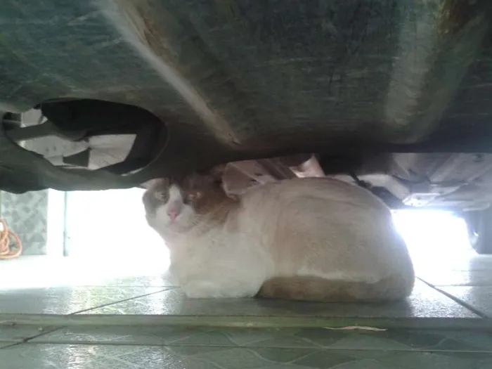 Gato ra a  idade 3 anos nome Paçoca
