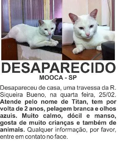 Gato ra a SRD idade 2 anos nome Titan
