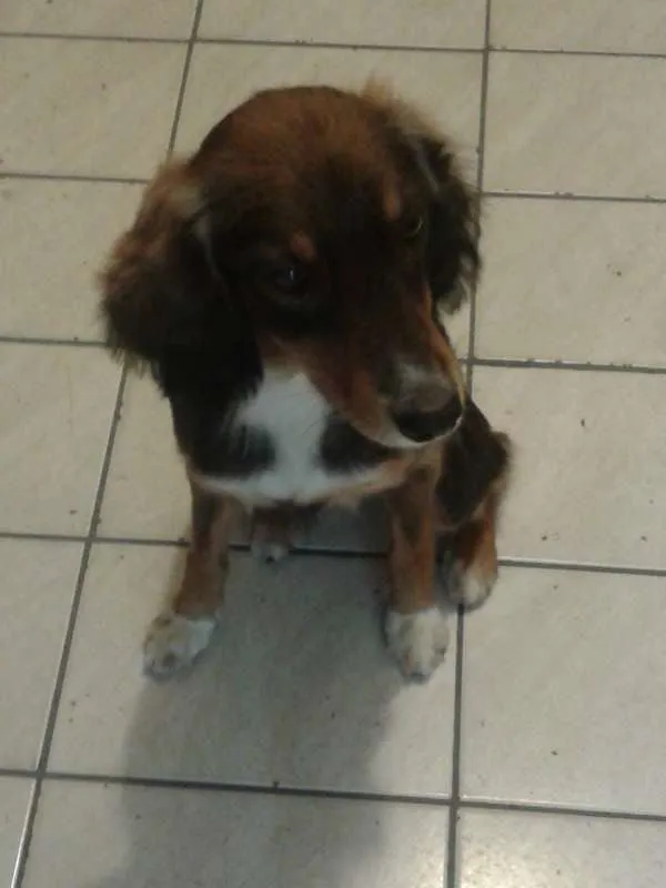 Cachorro ra a SRD idade 1 ano nome Jennie