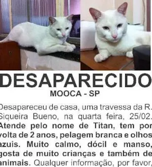 Gato raça SRD idade 2 anos nome Titan