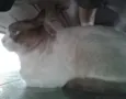 Paçoca