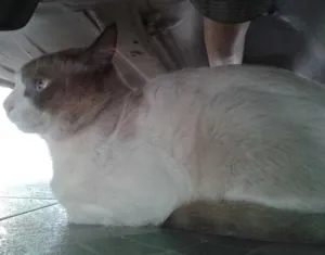 Gato raça  idade 3 anos nome Paçoca