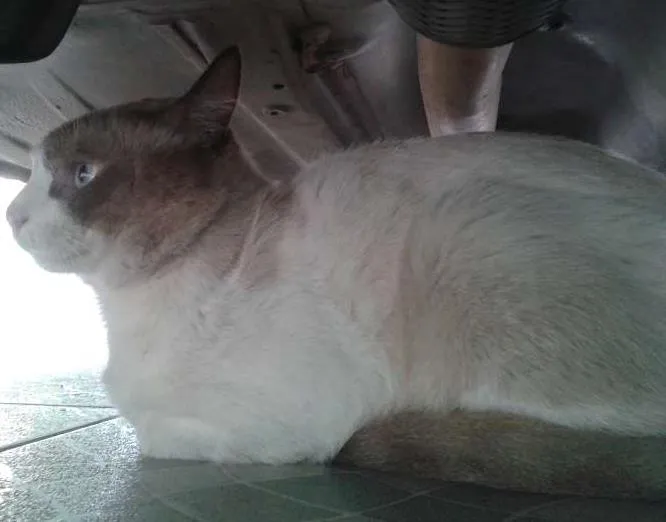Gato ra a  idade 3 anos nome Paçoca