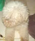 Perdita