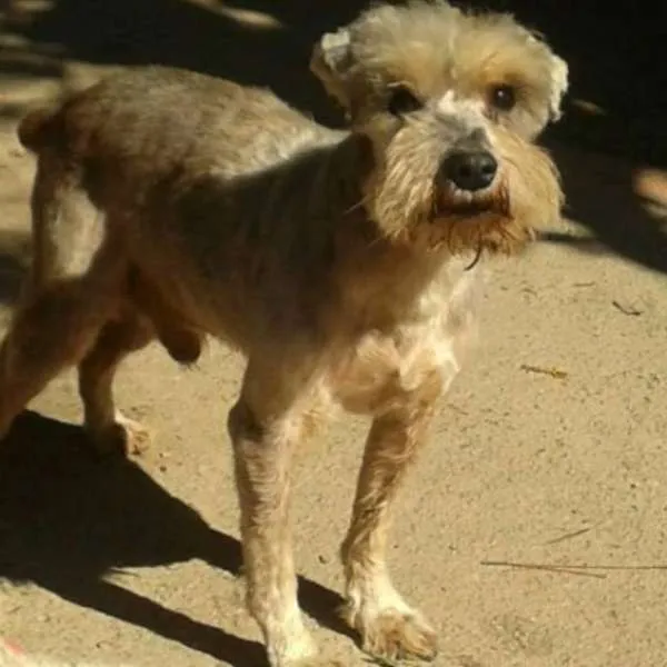 Cachorro ra a Shnauzer idade 6 ou mais anos nome Cauê