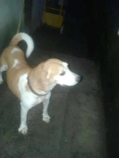 Cachorro ra a Beagle idade 5 anos nome Bebê