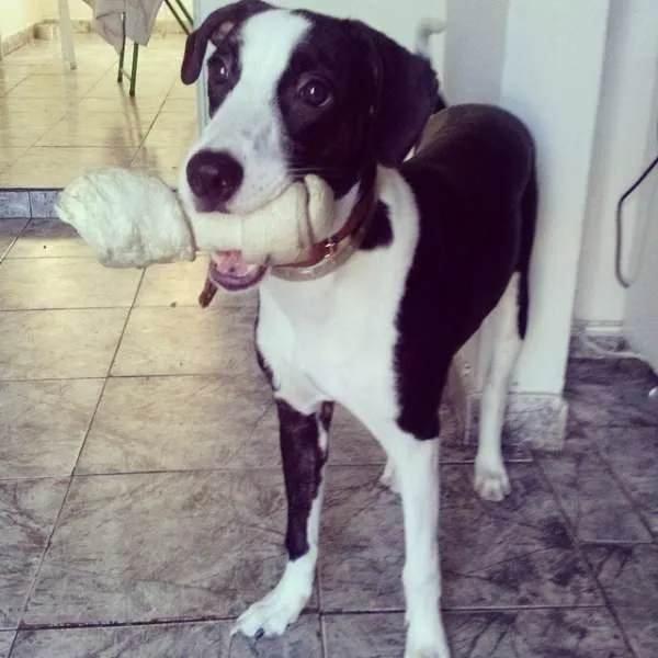Cachorro ra a vira lata idade 7 a 11 meses nome kate