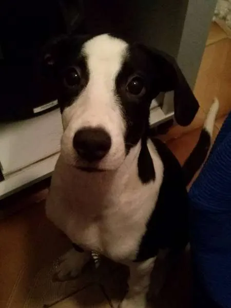 Cachorro ra a vira lata idade 7 a 11 meses nome kate