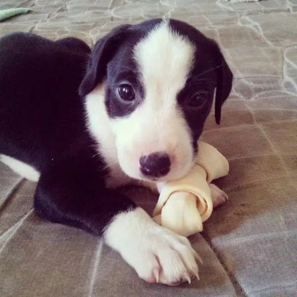 Cachorro ra a vira lata idade 7 a 11 meses nome kate