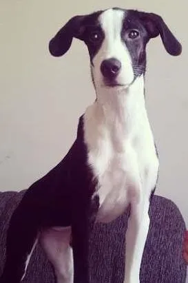 Cachorro ra a vira lata idade 7 a 11 meses nome kate