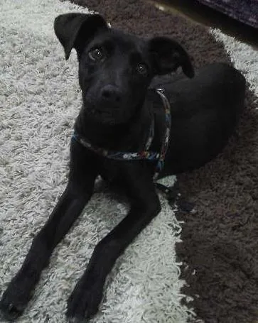 Cachorro ra a vira-lata idade 7 a 11 meses nome Ayla