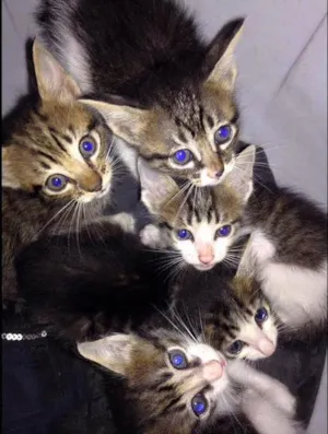 Gato raça  idade 2 a 6 meses nome sem nome