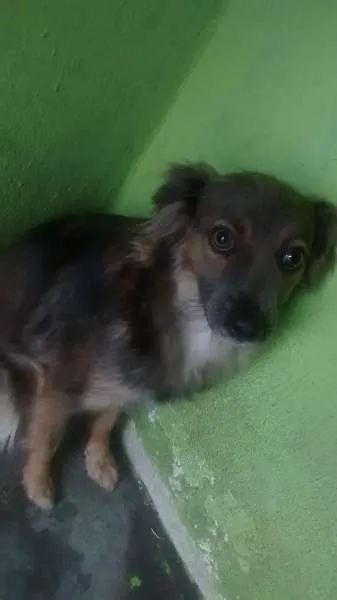 Cachorro ra a vira lata idade 1 ano nome mel
