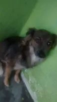 mel