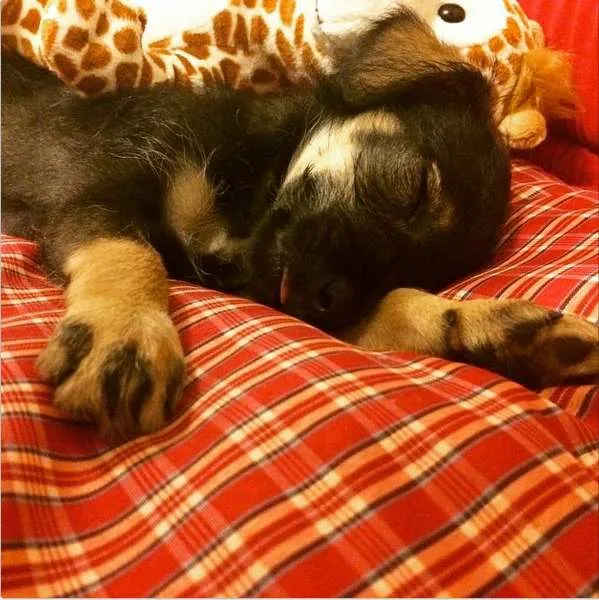 Cachorro ra a Cruza de Pinscher com Poodle idade 2 a 6 meses nome Sobá