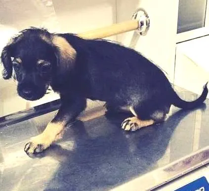 Cachorro ra a Cruza de Pinscher com Poodle idade 2 a 6 meses nome Sobá