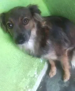 Cachorro raça vira lata idade 1 ano nome mel