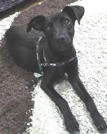 Cachorro ra a vira-lata idade 7 a 11 meses nome Ayla