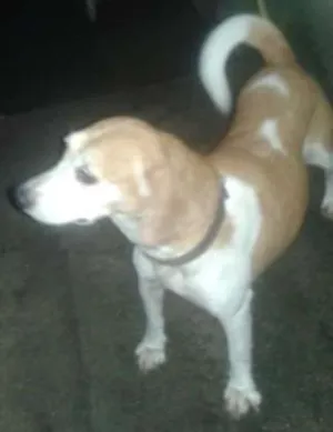 Cachorro raça Beagle idade 5 anos nome Bebê