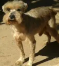 Cauê